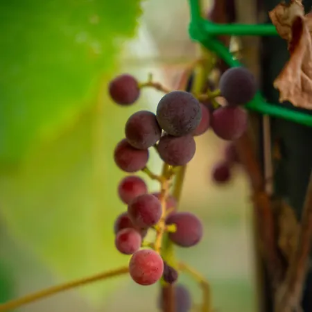 Anfora Della * Massa Marittima
